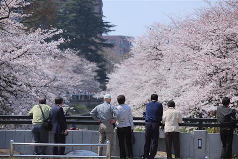 富山城址公園・松川公園　C(公社)とやま観光推進機構